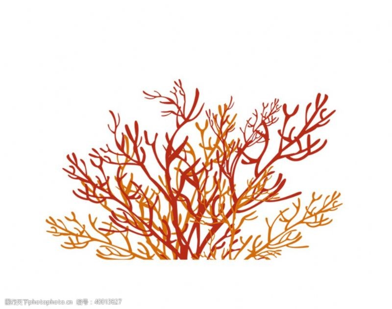 海藻珊瑚图片
