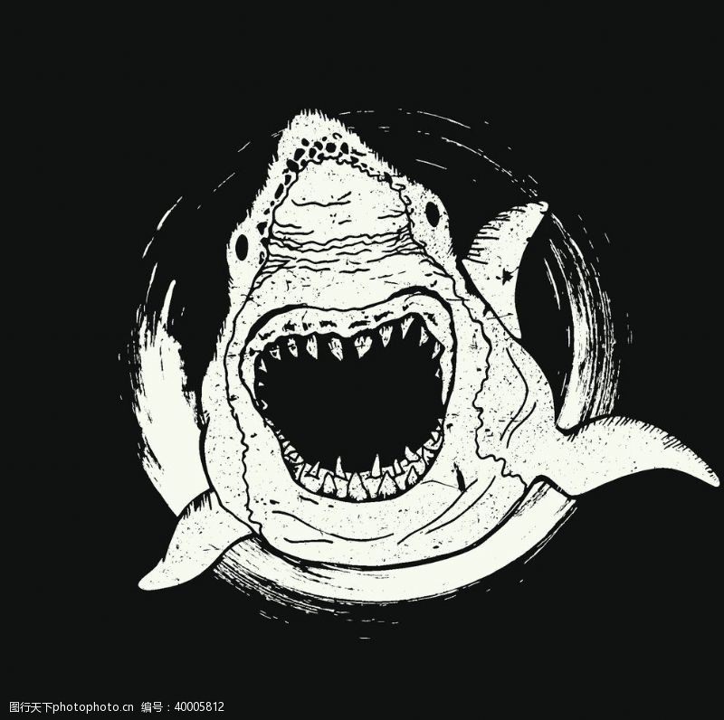 白卡纸鲨鱼海洋海底世界各种鱼图片