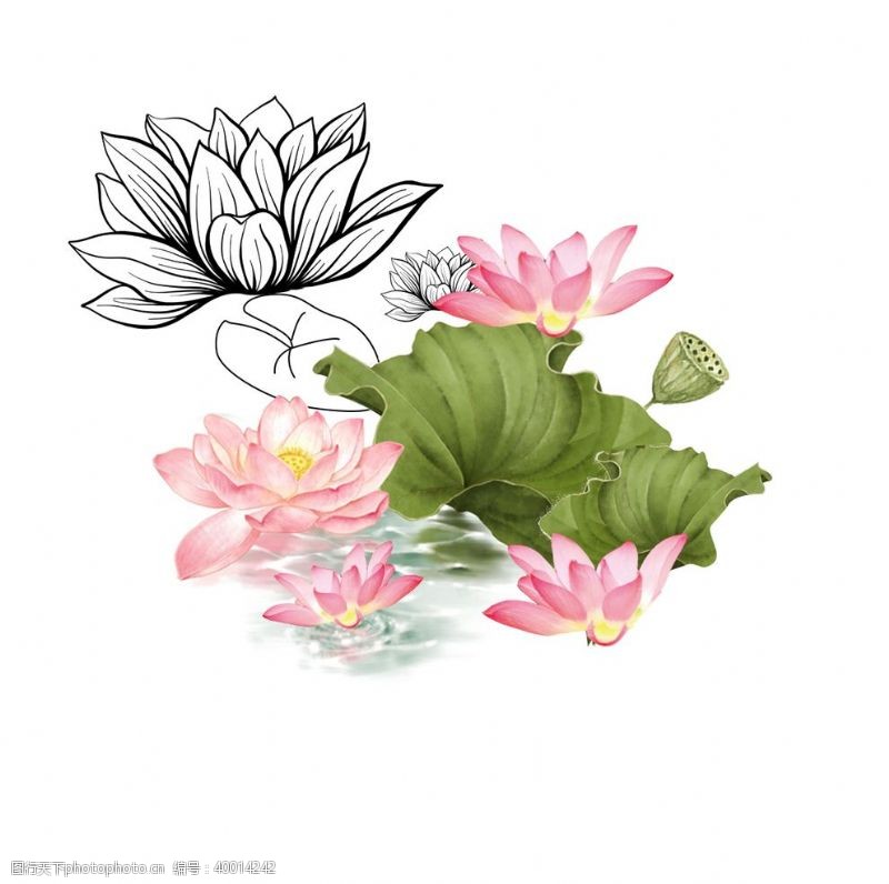 粉色线条手绘莲花插画图片