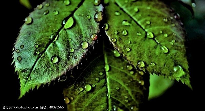 木纹素材树叶摄影图片