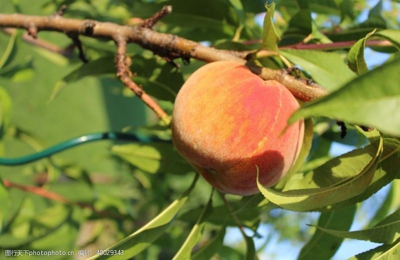 水果素材树枝上成熟的水蜜桃图片