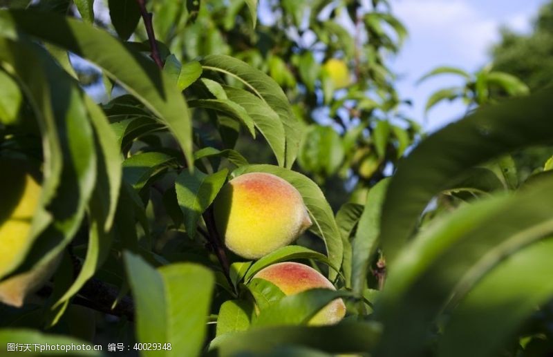 绿色农业树枝上成熟的水蜜桃图片