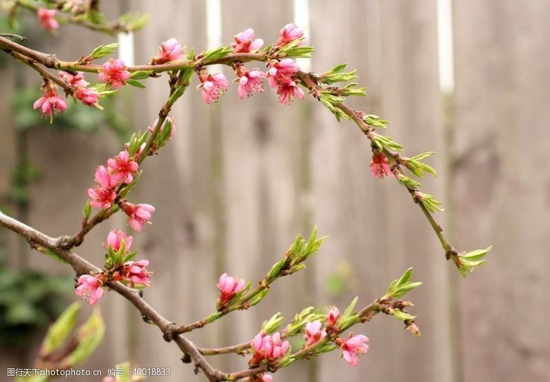 美丽春天树枝上的桃花图片