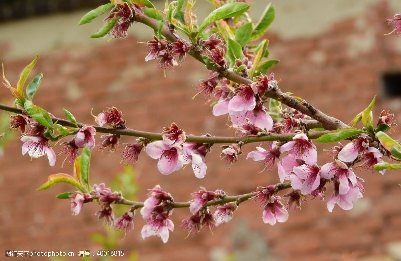 美丽春天树枝上艳丽的桃花图片