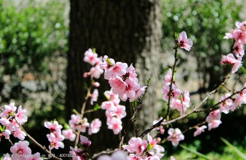 美丽的春天树枝上艳丽的桃花图片