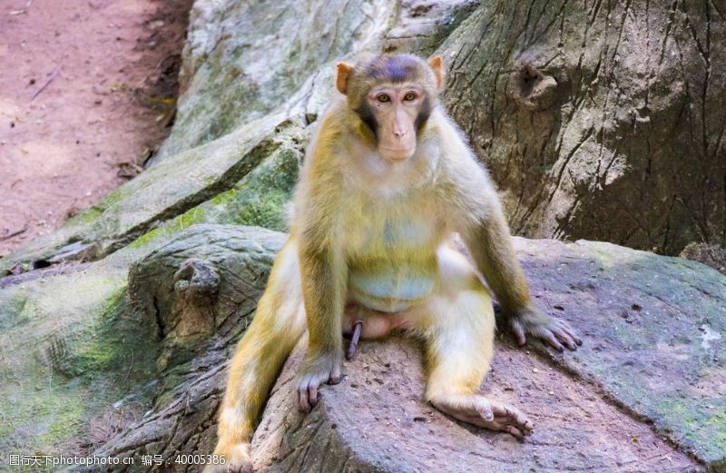 树桩猴树桩上的坐着的猴子图片