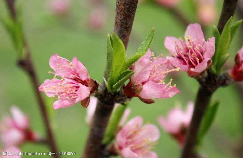 樱花节宣传桃花图片