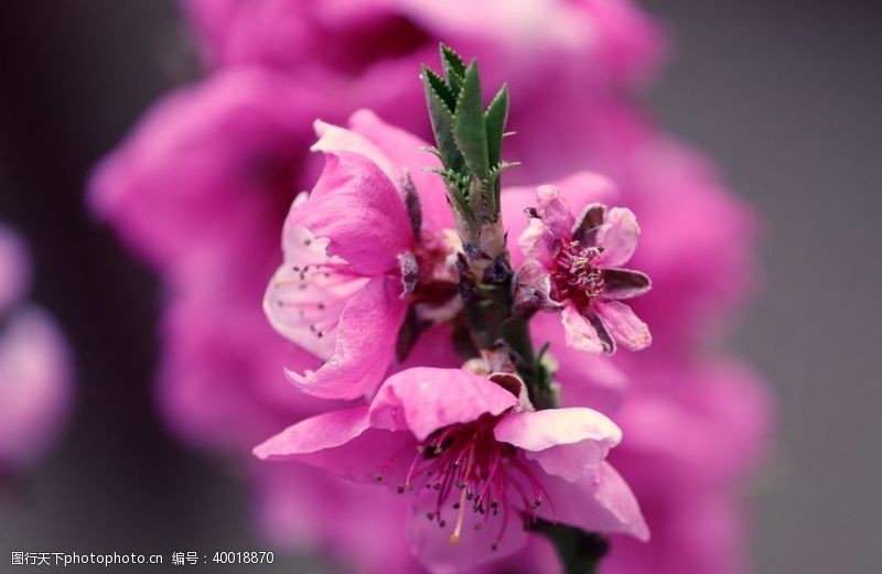 观赏樱花桃花图片