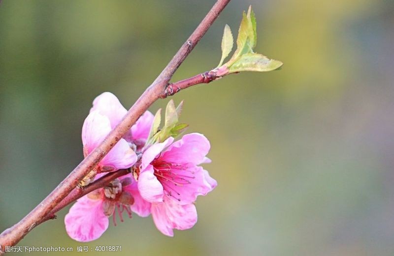 春节旅游桃花图片