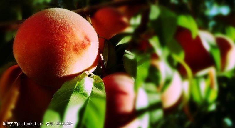 新鲜桃子桃树上的桃子图片