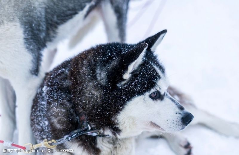 宠物犬雪橇犬图片