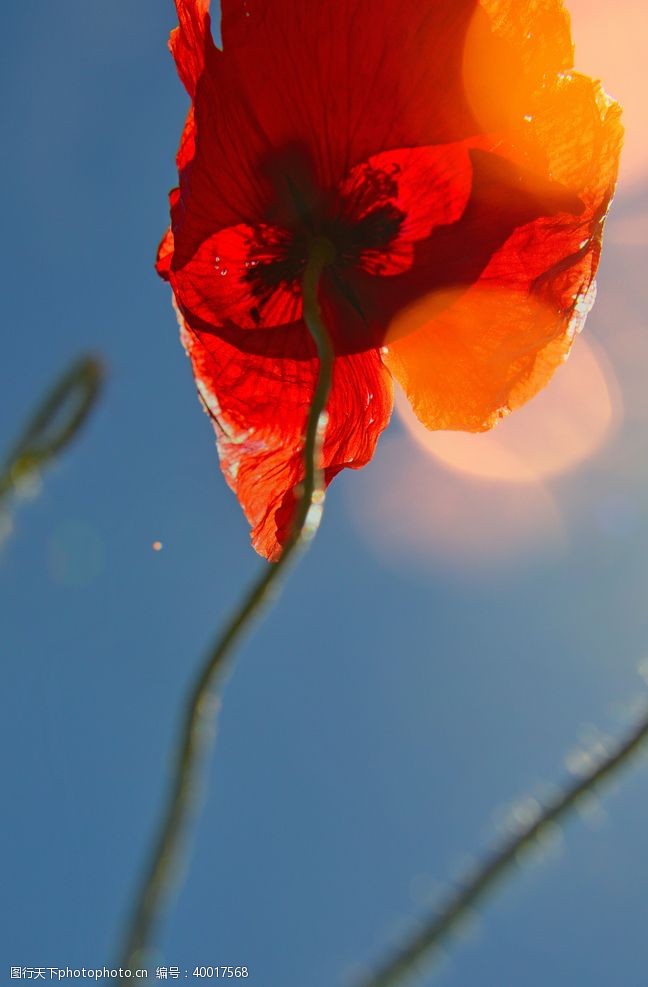 暗红罂粟花图片