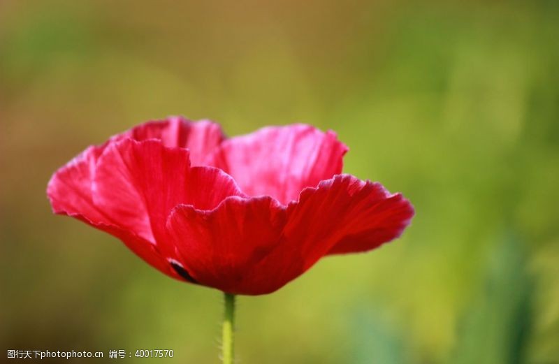 紫色花朵罂粟花图片