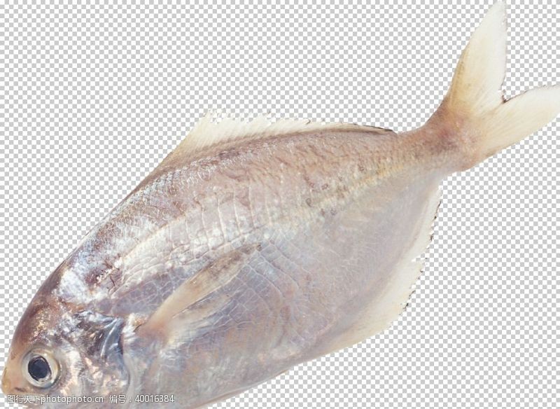 咸鱼鱼图片