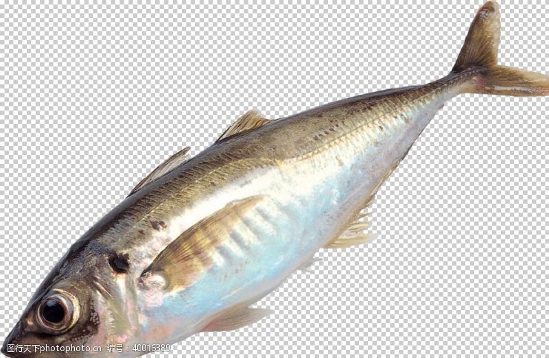三文鱼鱼图片
