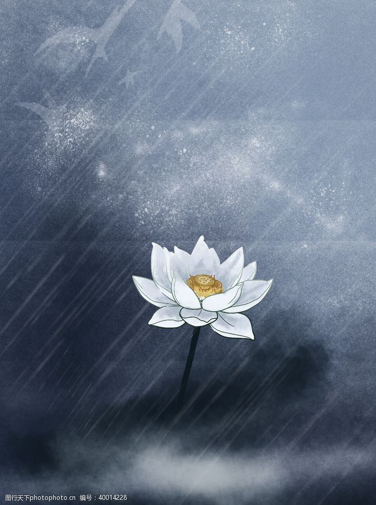 水滴雨夜的一只莲花图片