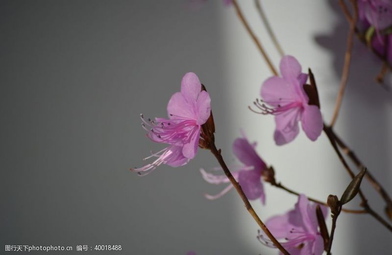 植物紫色干枝杜鹃花图片