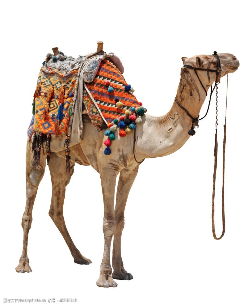 红色底板白色底板上的骆驼拍摄素材图片