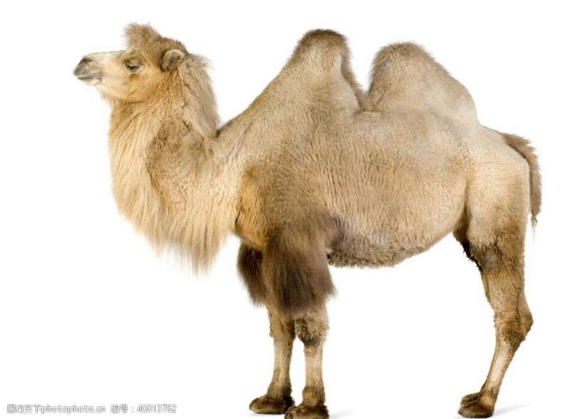 野生动物宣传白色底板上的骆驼图片