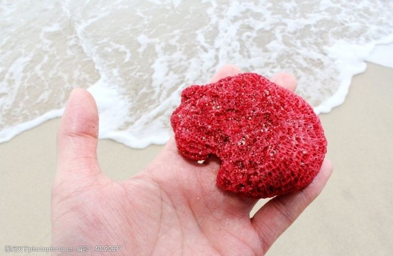 巴厘岛红珊瑚图片