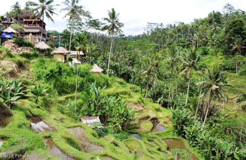 热带雨林巴厘岛田园风光图片