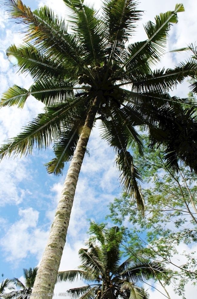 热带雨林巴厘岛椰风图片