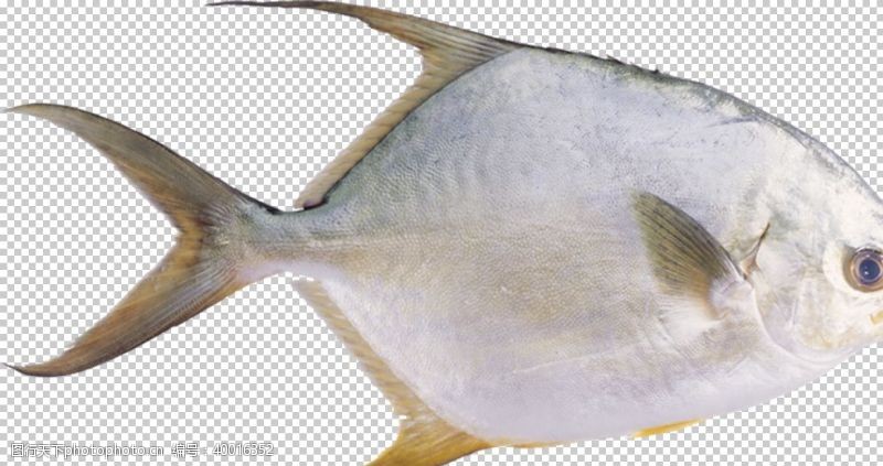 黄金鱼鲳鱼图片