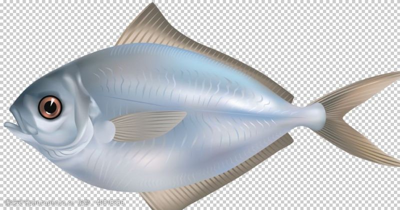 三文鱼鲳鱼图片