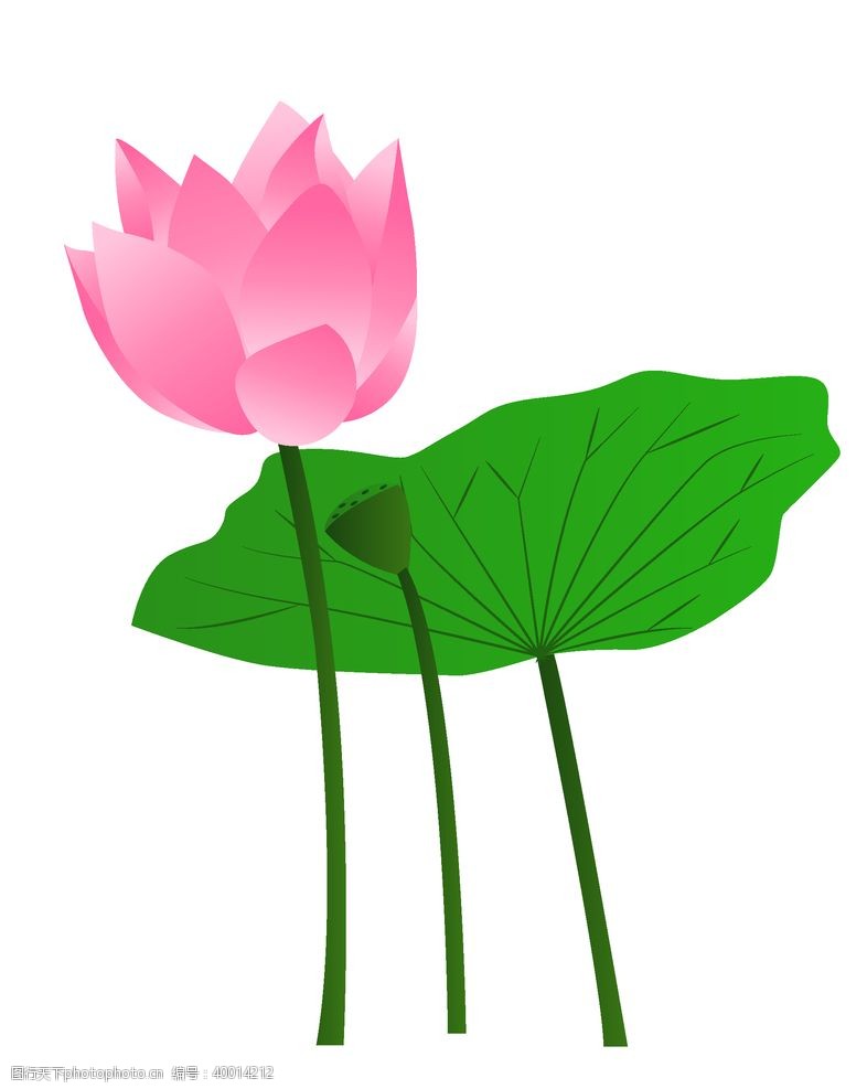 水滴设计粉色的荷花插画图片
