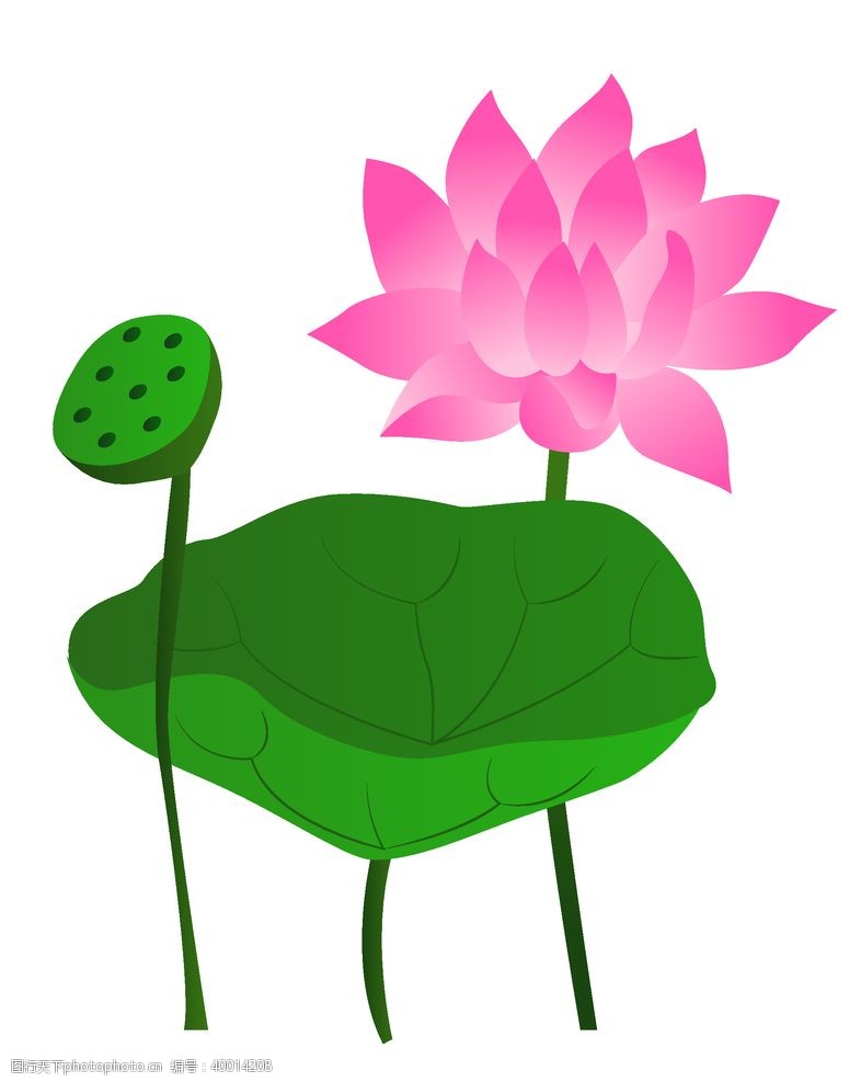 水滴设计粉色莲花插画图片