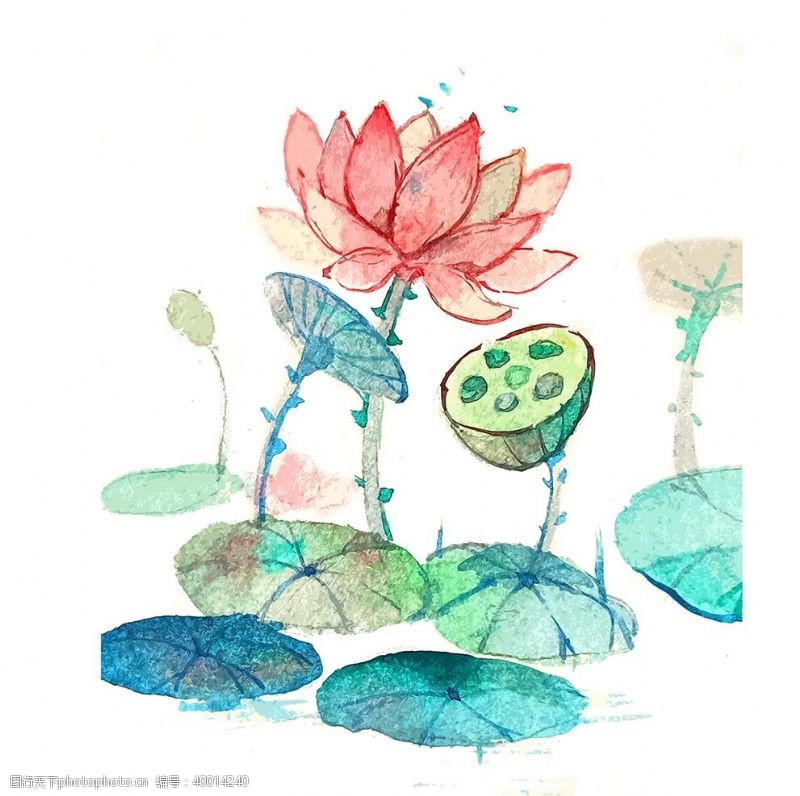 水滴设计粉色莲花莲蓬手绘图图片