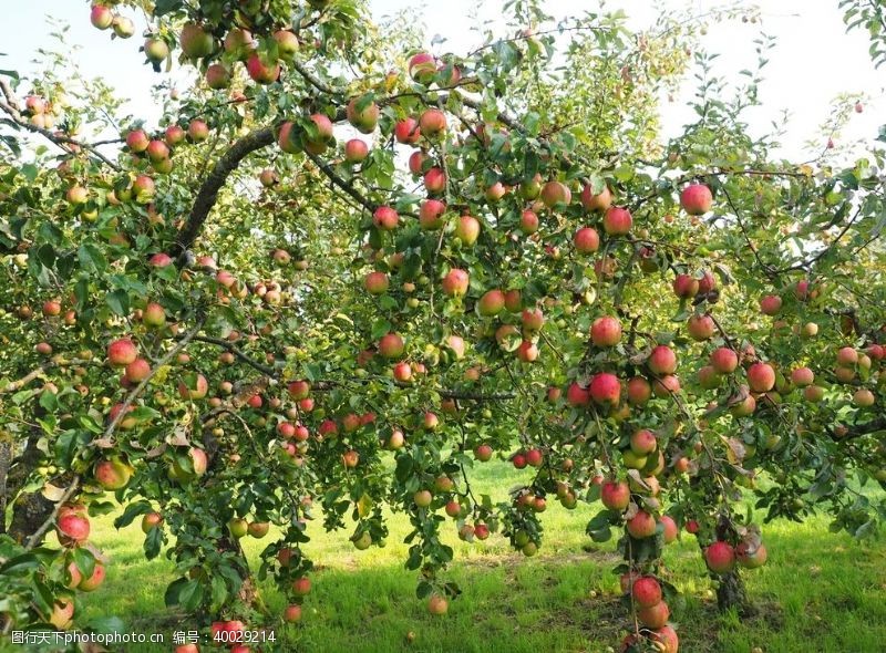 绿色产品挂在树枝上的苹果图片