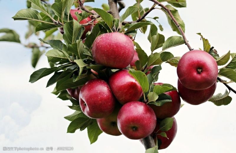 绿色水果挂在树枝上的苹果图片