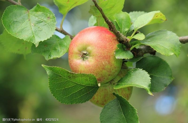 绿色水果挂在树枝上的苹果图片