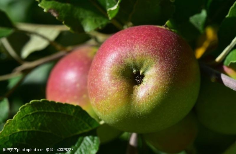 绿色农业挂在树枝上的苹果图片