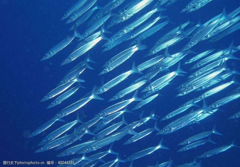 深水鱼海底的鱼群图片