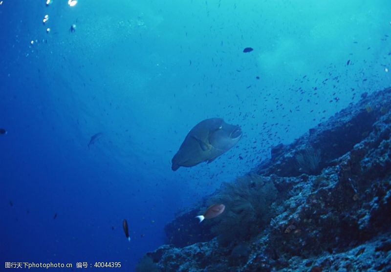 热带鱼海底的鱼群图片
