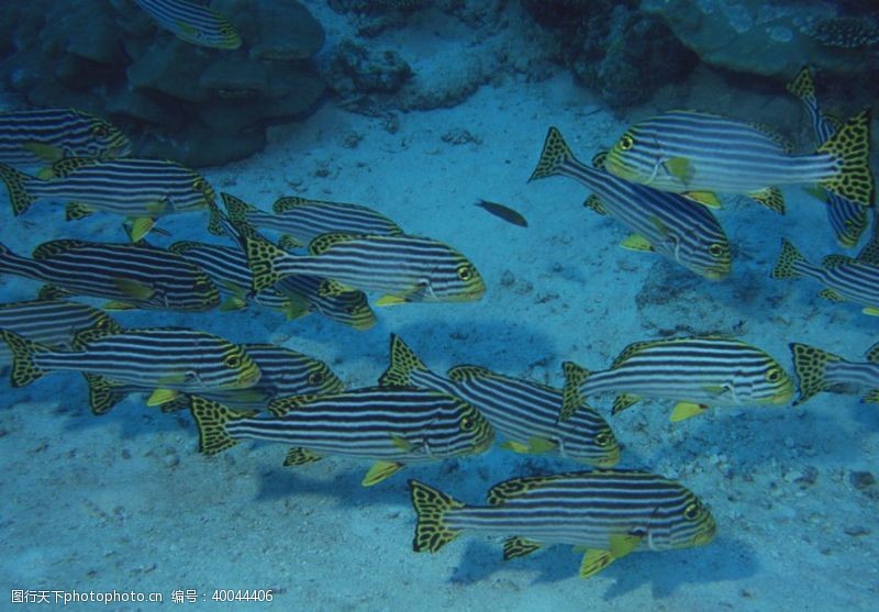 热带鱼海底的鱼群图片