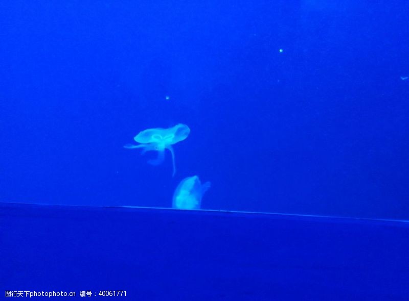 海豚水母海母图片