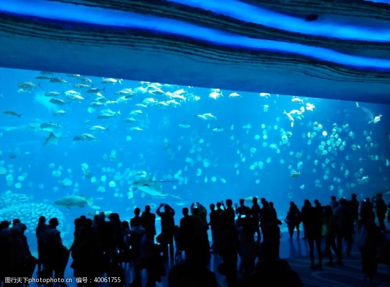 海豚海鱼图片