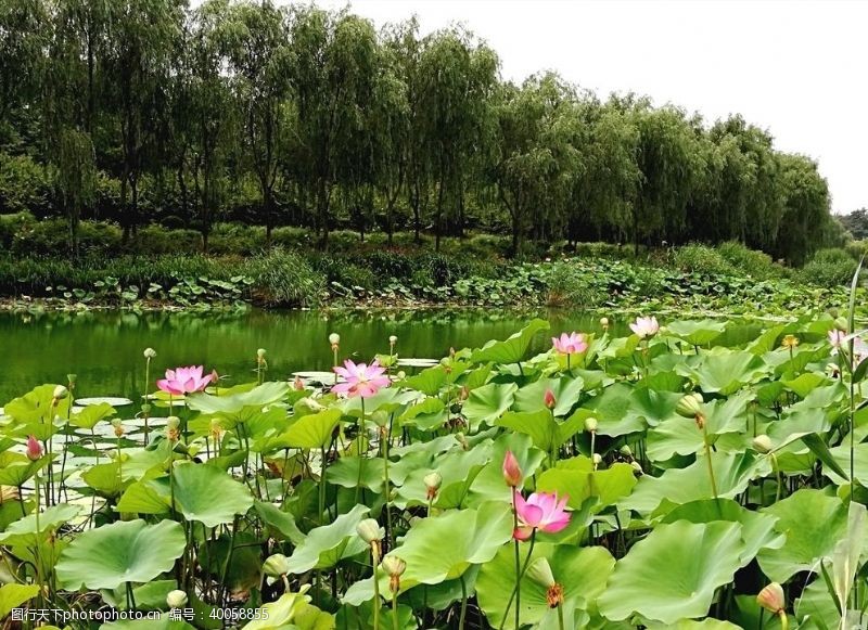 柳树荷花图片