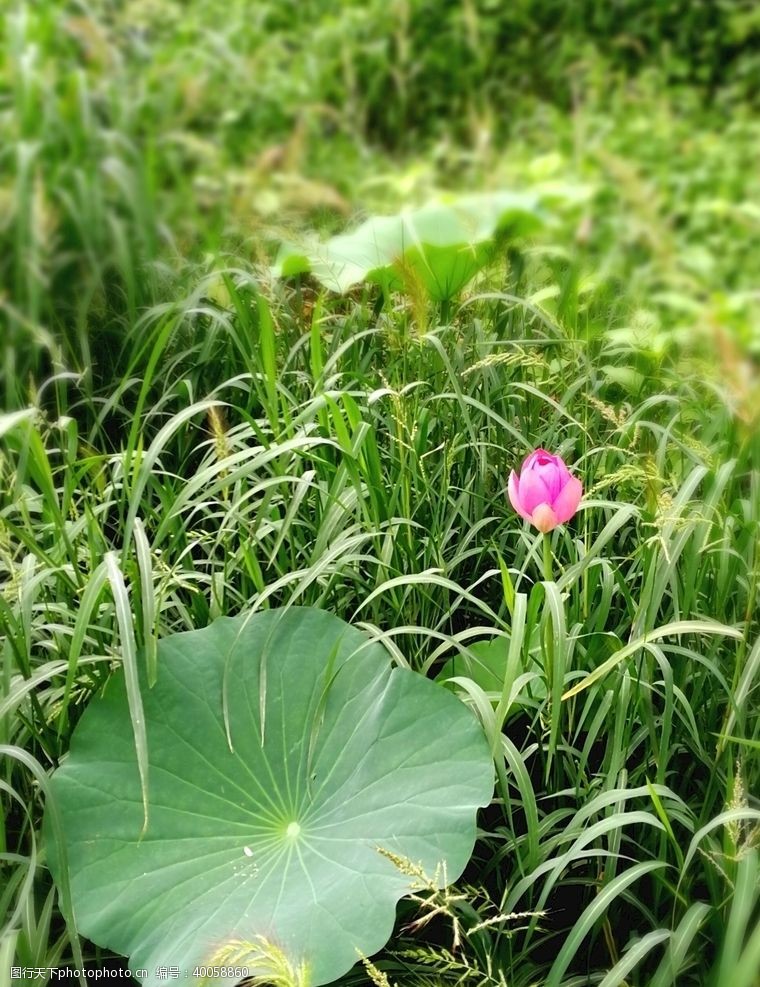 河塘荷花图片