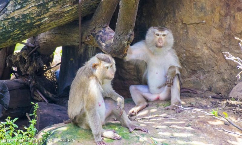 金猴猴子摄影图片