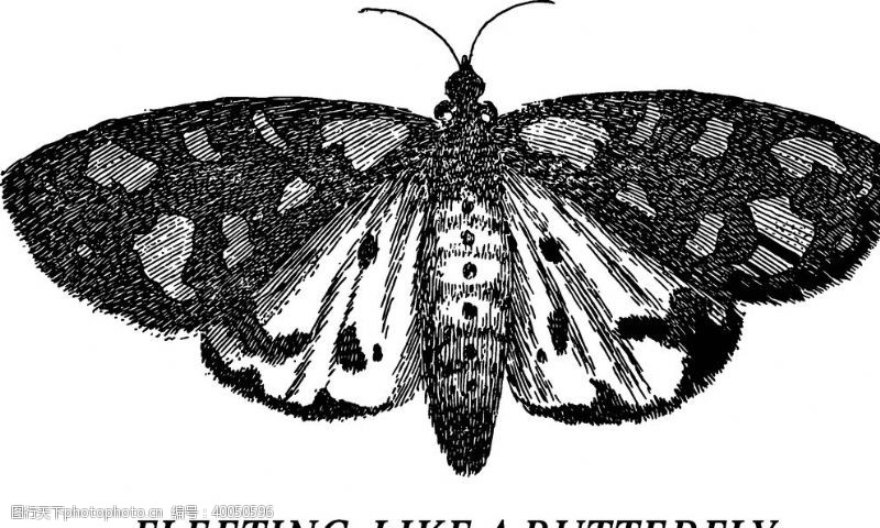 蝶变蝴蝶昆虫T恤图案排版设计图片