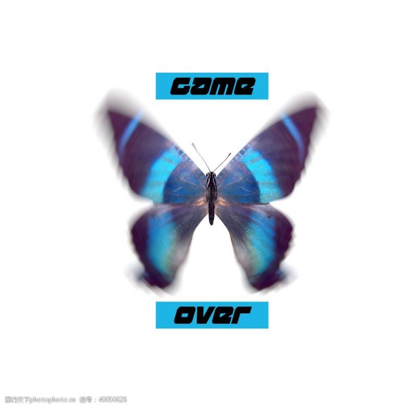 动物形象蝴蝶昆虫T恤图案排版设计图片