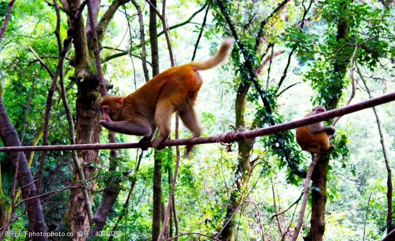 金猴景区猴子图片
