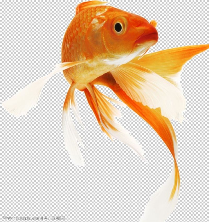透明金鱼图片