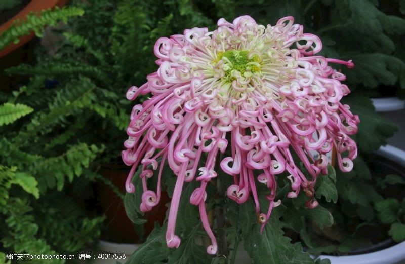 赏菊菊花图片