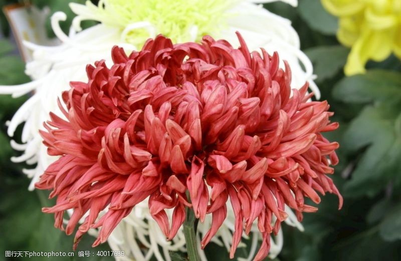 赏菊菊花图片