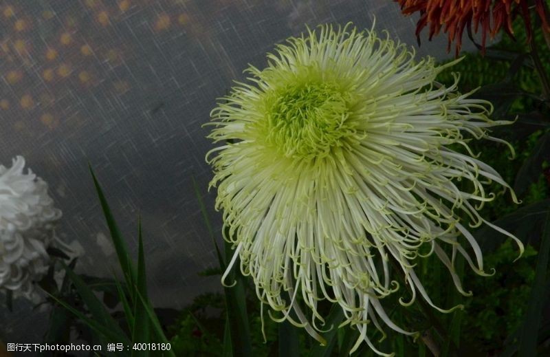 秋菊菊花图片